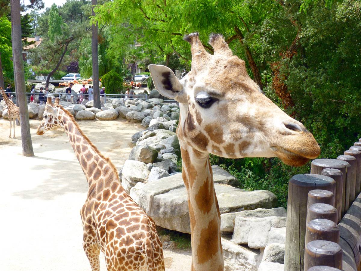 Le Zoo de la Palmyre| Campings Atlantique