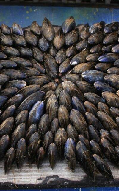 La mise en place des moules 