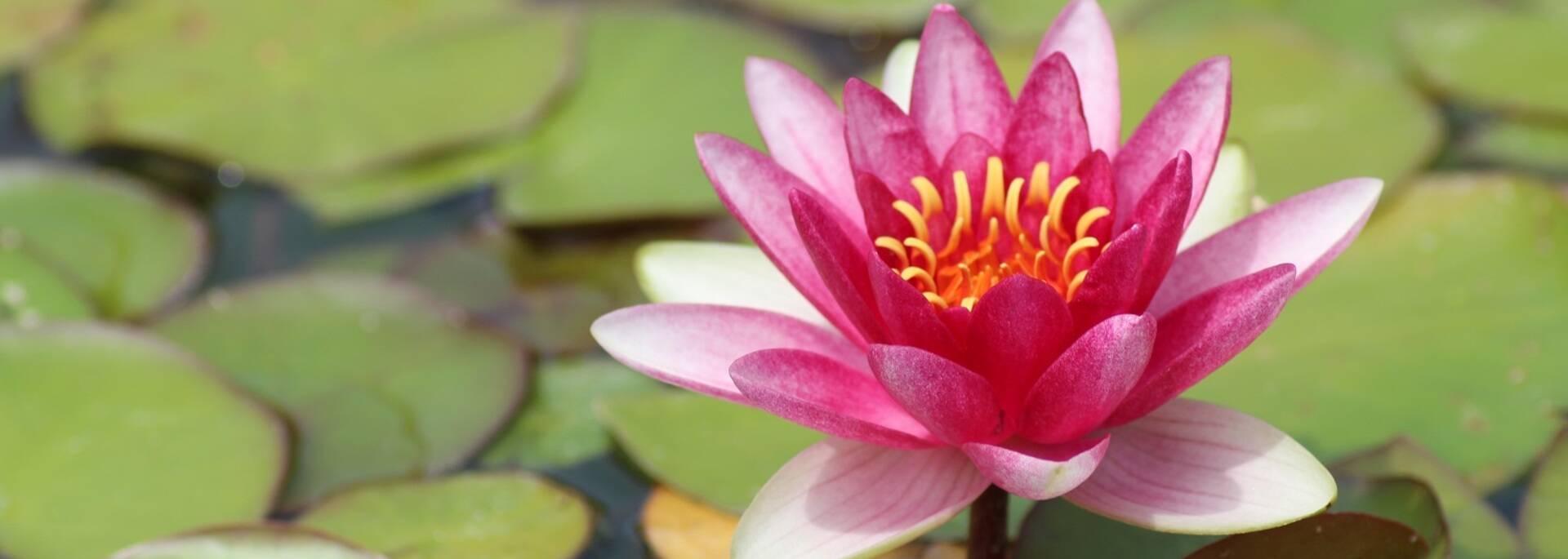 Nénuphar aux Jardins de Compostelle à Trizay - ©P.Migaud / FDHPA 17