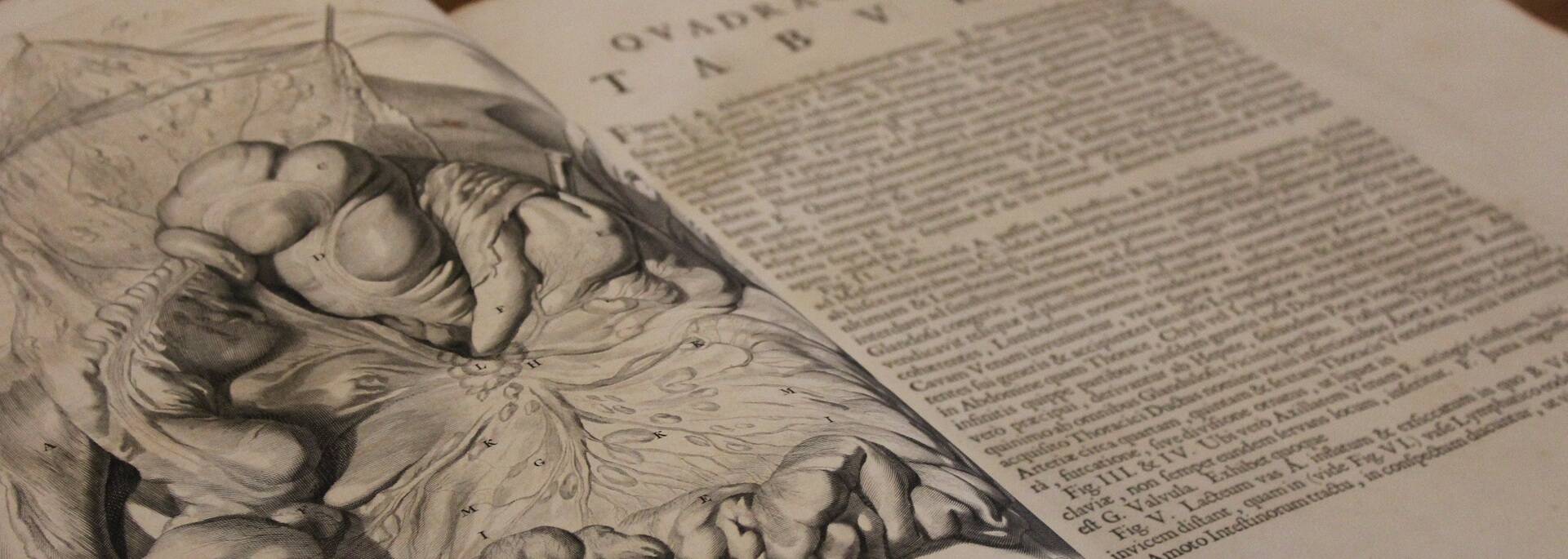 Croquis d'anatomie de l'époque - ©P.Migaud / FDHPA 17