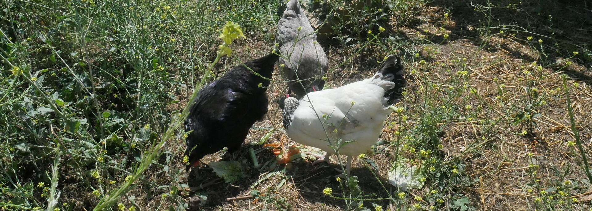Les poules du camping