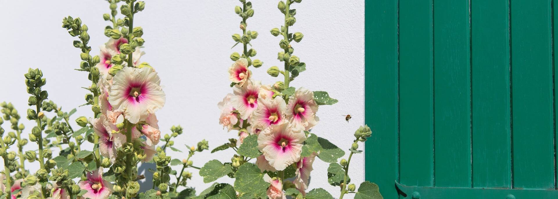 Roses trémières île de Ré ©shutterstock
