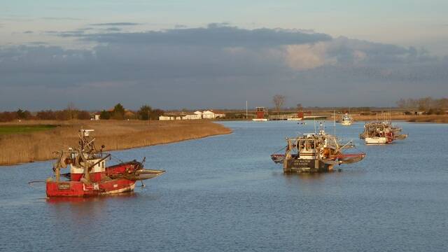 Bateaux de pêcheurs sur la Sèvre Niortaise - ©P.Migaud FDHPA17