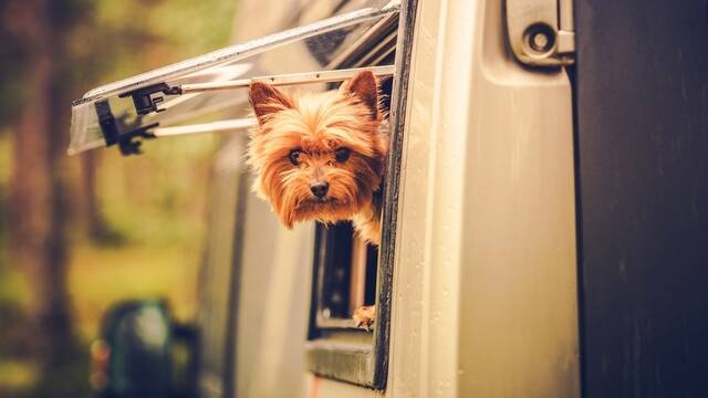 Petit chien dans un camping-car - ©Shutterstock