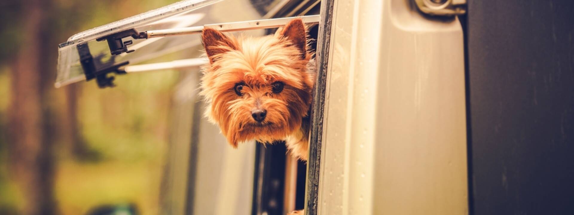 Petit chien dans un camping-car - ©Shutterstock