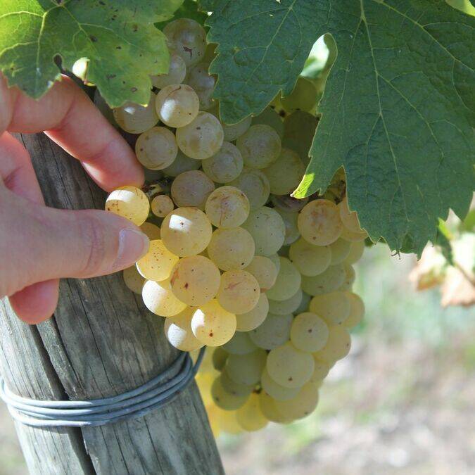 Grappes de raisin du pays du cognac - S.Nadouce / Charentes Tourisme