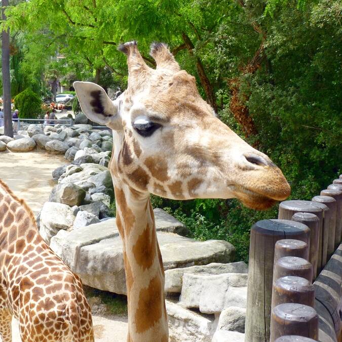Girafe du Zoo de La Palmyre - ©FDHPA 17