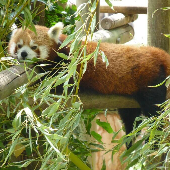 Panda Roux au Zoo de La Palmyre - ©FDHPA17