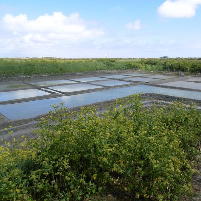 Vue sur les marais salants de l'île de Ré - © V.Baumard / FDHPA17