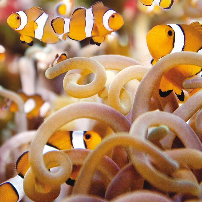 Les célèbres poissons clown - ©Aquarium La Rochelle