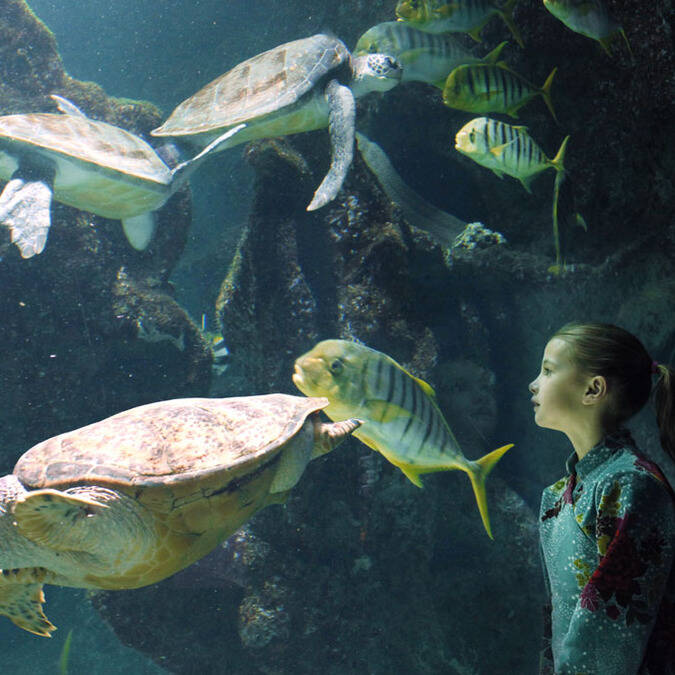Bassin des tortues - ©Aquarium La Rochelle