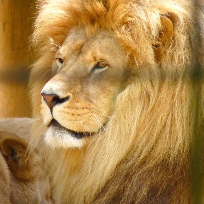 Lion du Zoo de La Palmyre - ©FDHPA 17
