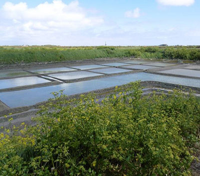 Vue sur les marais salants de l'île de Ré