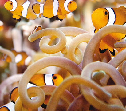 Aquarium von La Rochelle