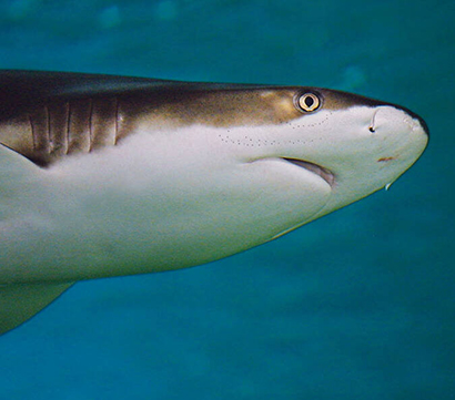 Aquarium von La Rochelle