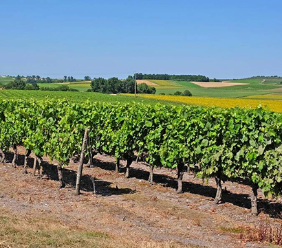 Cognac, im Herzen eines renommierten Weinanbaugebiets